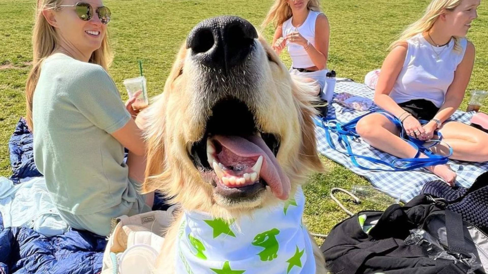 A yellow lab sticks its nose up at the camera happily for world wellness week.