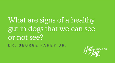 What are signs of a healthy gut in dogs that we can see or not see?