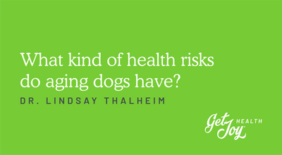 What kind of health risks do aging dogs have?