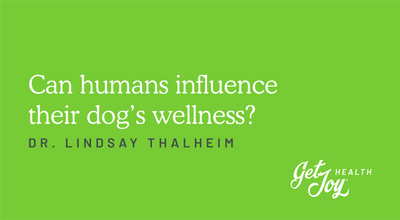 Can humans influence their dog's wellness?