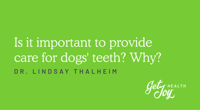 Is it important to provide care for dogs' teeth? Why?