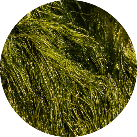 Kelp