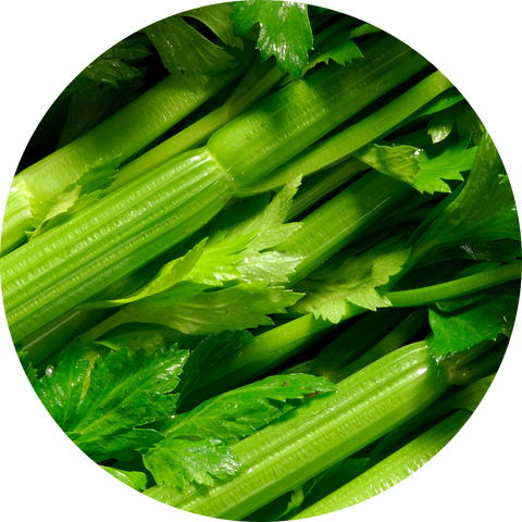 Celery