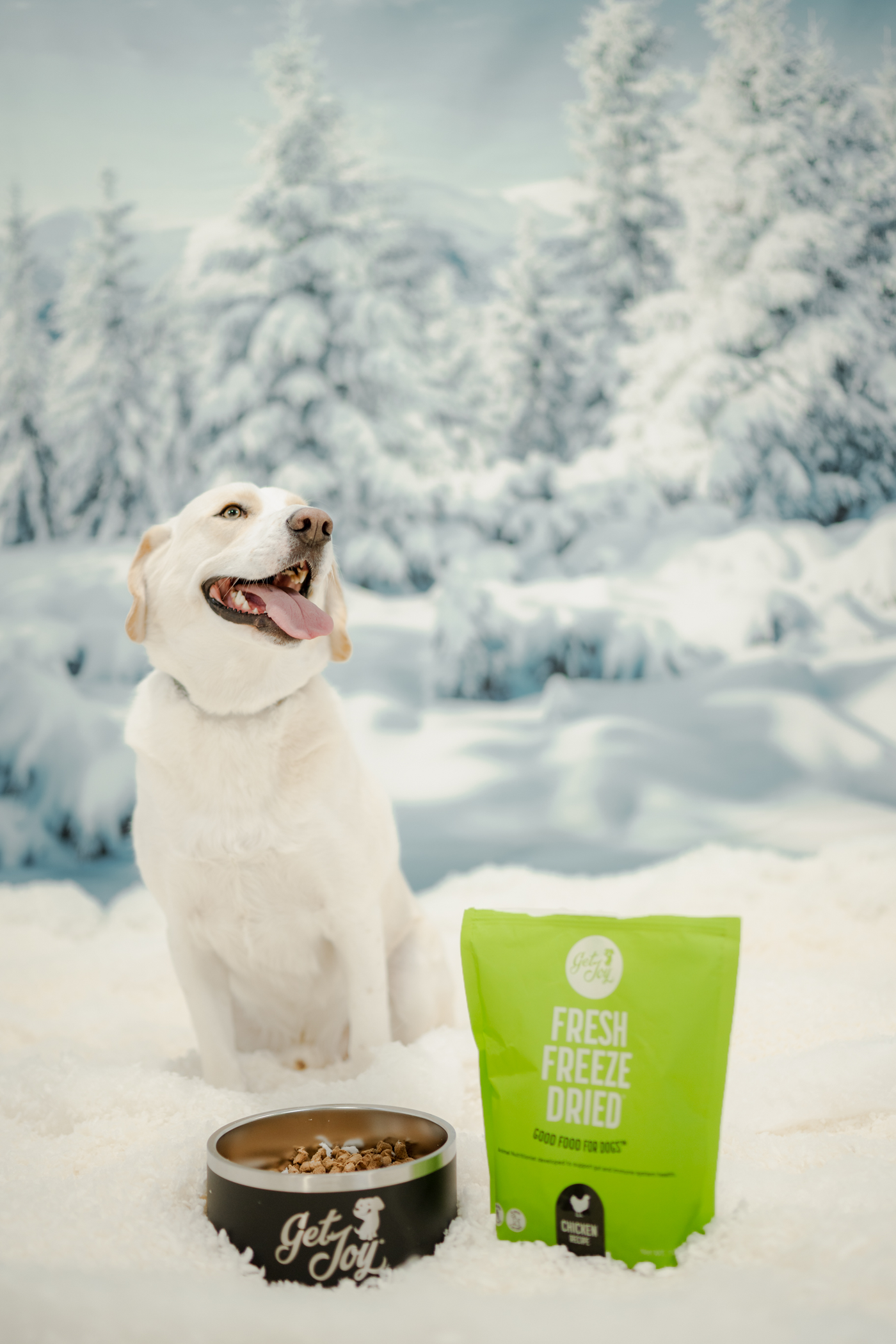 Dog Bowl, Fresh Freeze Dried Food & Treats Bundle