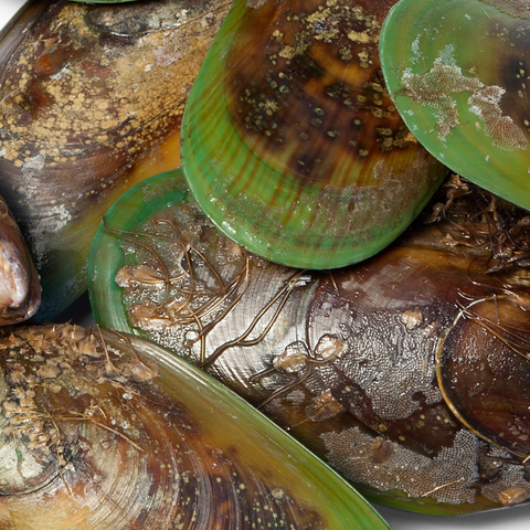 Green Lipped Mussel