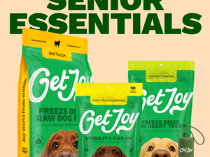 Senior Dogs