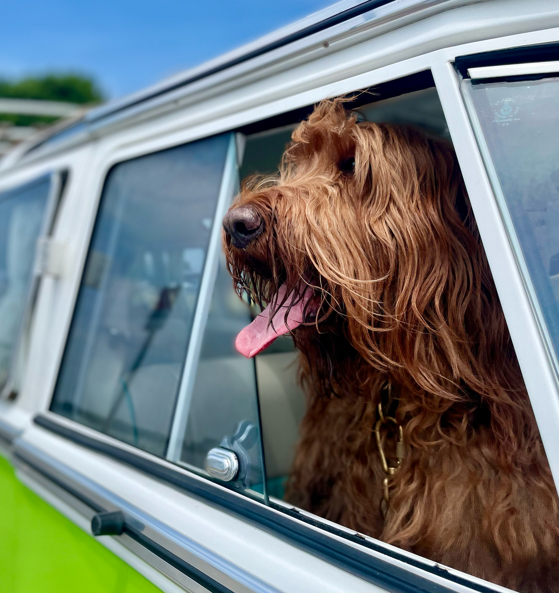 A shaggy dog looking out a car window