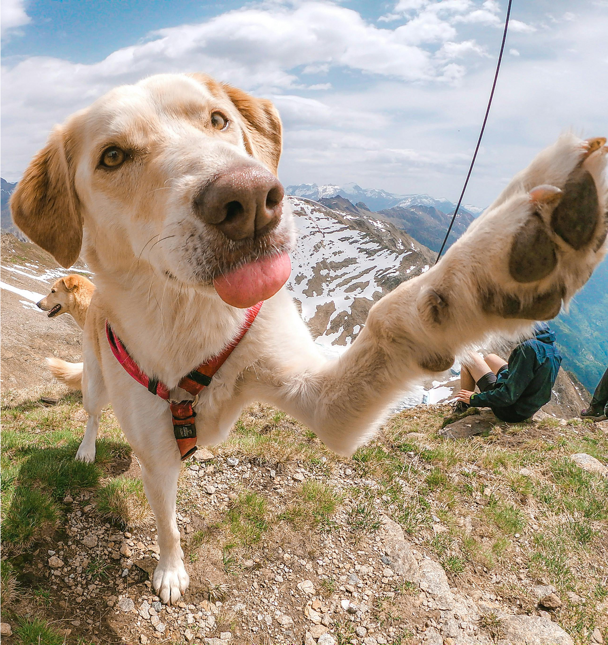 A happy dog giving a high-five on a mountain trail