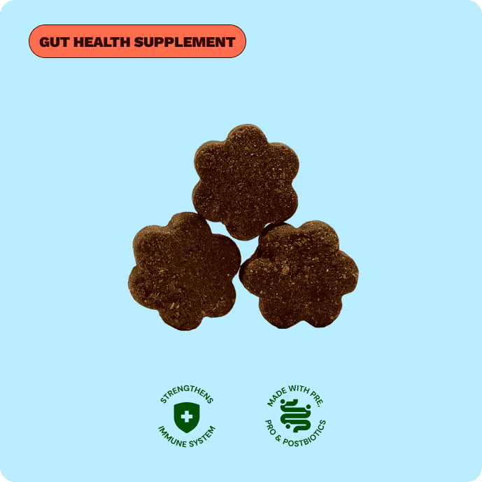 Get Joy Digestion Chews probiotic supplement — included in Gut Support Bundle | 