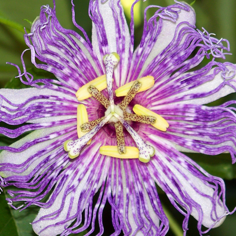 Passion Flower