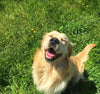 Very happy golden retriever smiling in the grass.