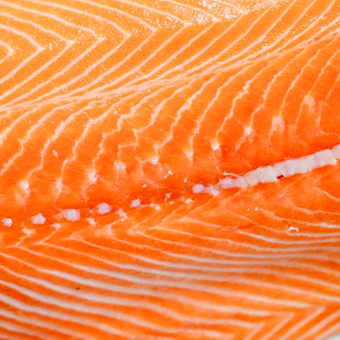 Salmon Oil