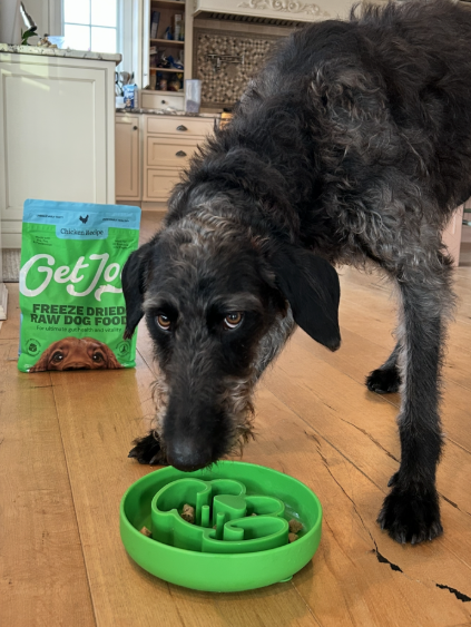 Olivia's dog eating Get Joy from a slow feeder