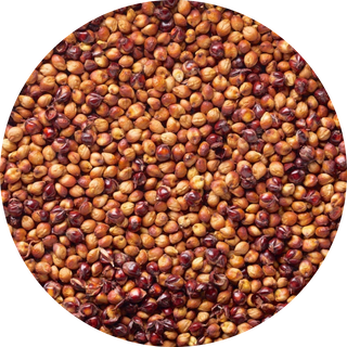 Sorghum