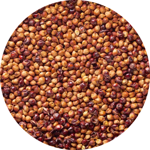 Sorghum