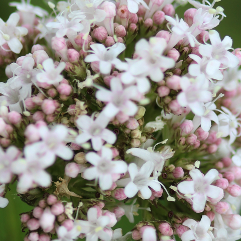 Valerian Root