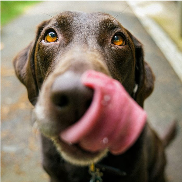 A happy dog licking its nose