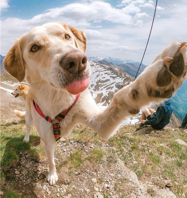 A dog raising a paw on a mountain trail