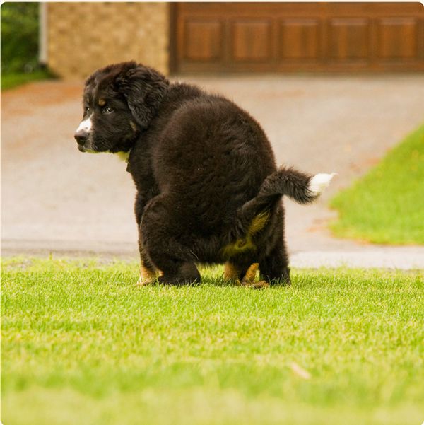 A puppy outside on the grass