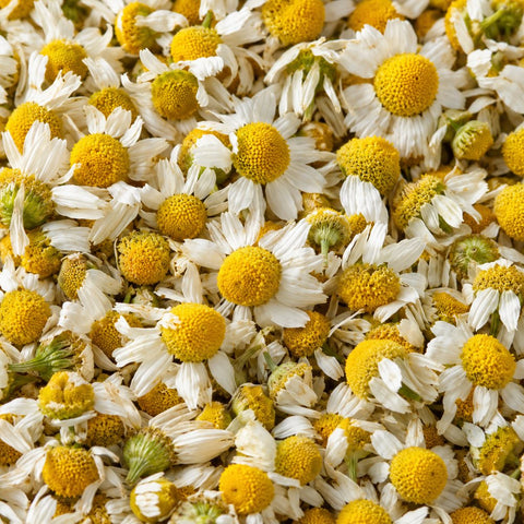 Chamomile