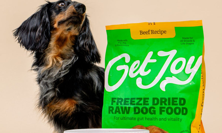 A scoop of Freeze Dried Raw going into a bowl as a dog waits
