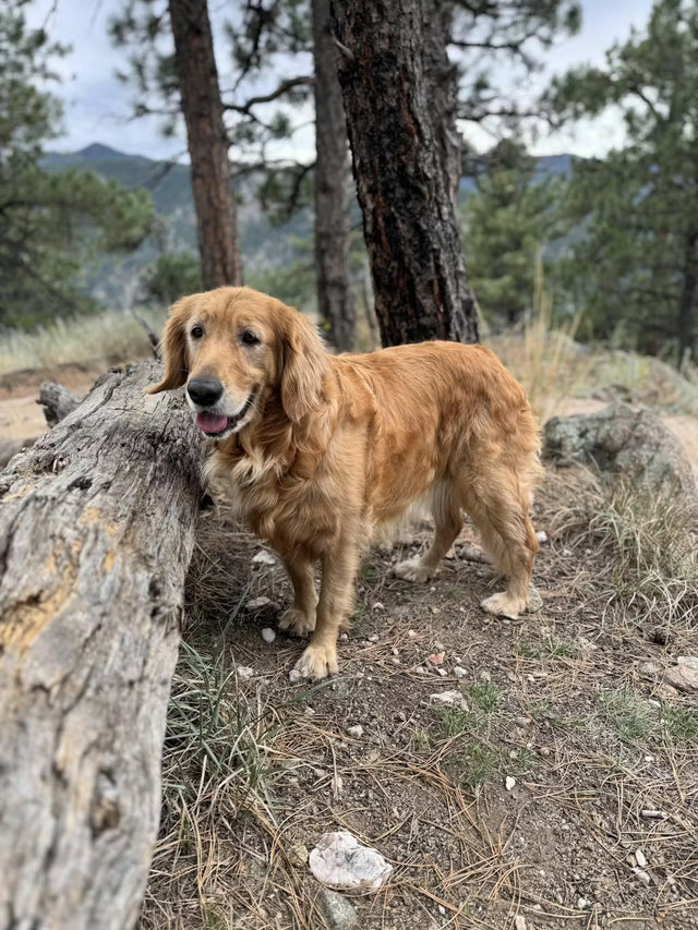 Seamus, a golden retriever, on a trail