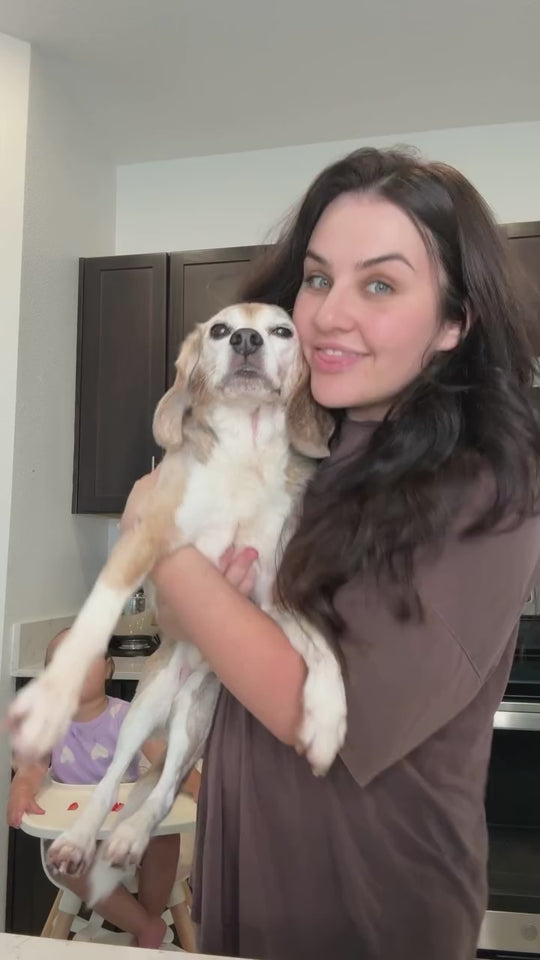 Senior dog enjoying Get Joy at mealtime — customer testimonial