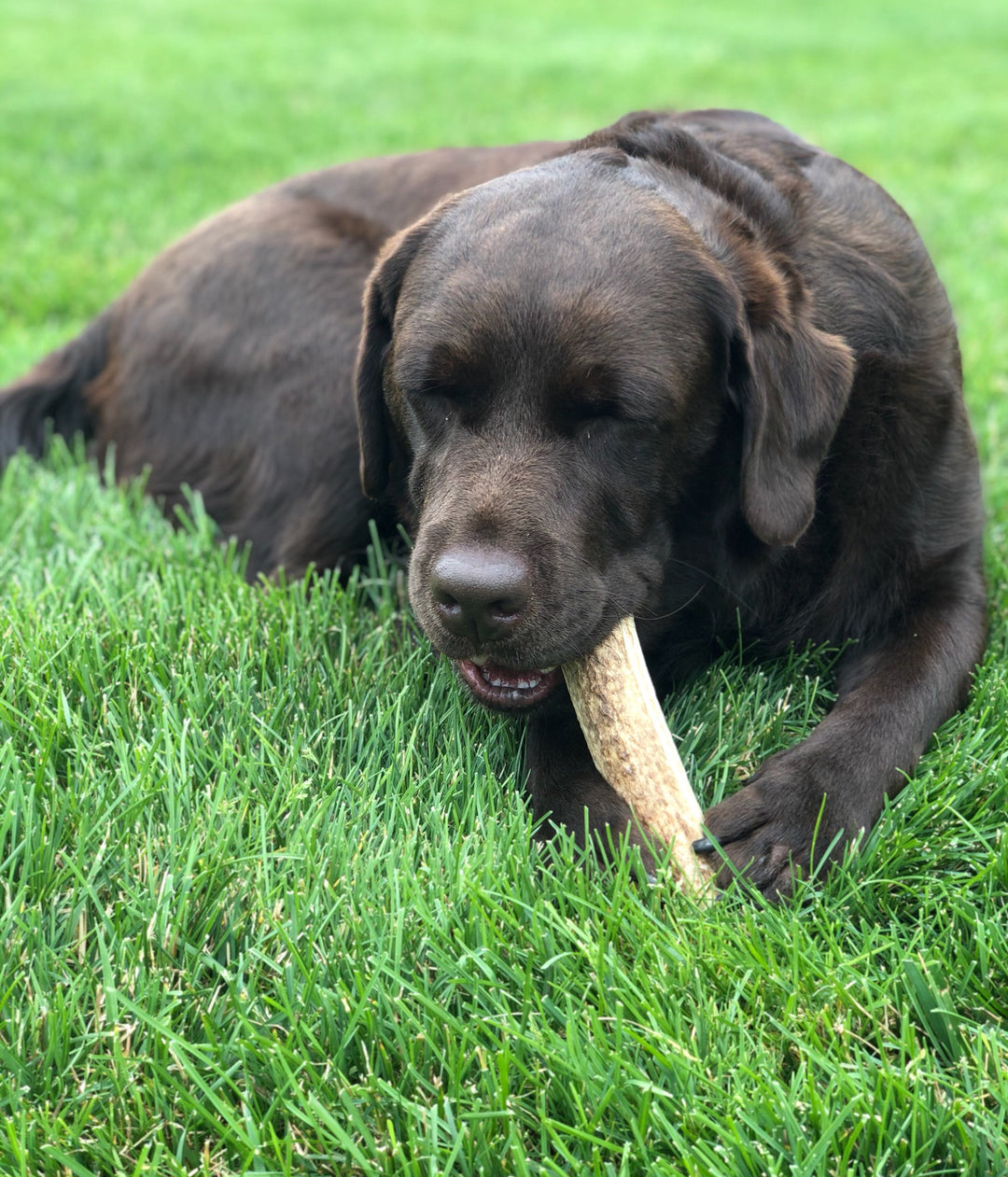 Elk Antler Split